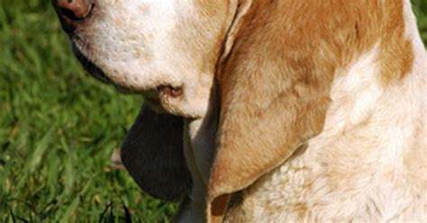 The average duration of symptoms before diagnosis is 3 months and include bleeding some of these symptoms overlap with other medical conditions such as fungal infection, foreign body, or inflammation but as the tumor grows, signs such. Symptoms of canine nasal tumors | eHow UK