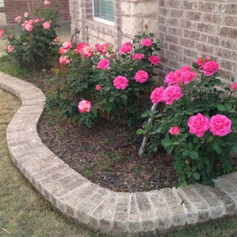 Rise Bushes Like The Outline Landscaping With Roses Rose Garden