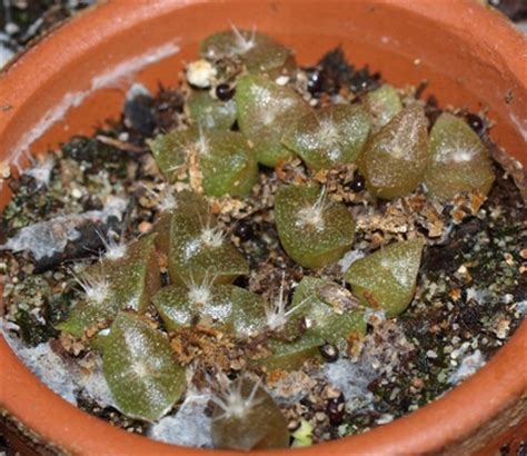 Organ pipe cacti are much more frost sensitive and only survives along the u.s. Carnegiea gigantea