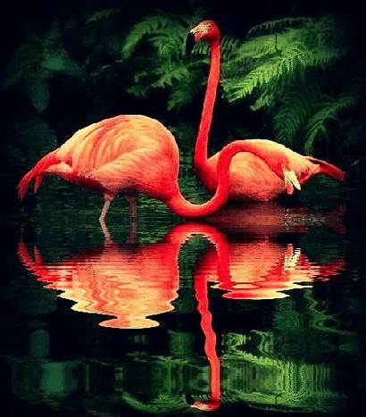 Pink Birds Flamingo Animated Gifs Water Flamingos