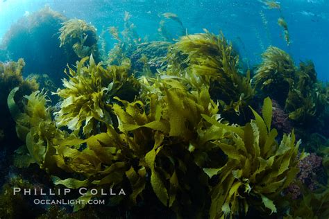 Marine Algae Catalina Island California 23526
