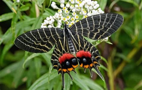 Les 20 Plus Beaux Papillons Du Monde