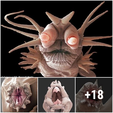 Bizarre Looking Creatures Called Scale Worms Live On The Bottom Of Our