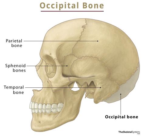 Occipital Bone Anatomy Location Functions Diagram