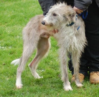 frank  year  male bedlington terrier cross whippet dog  adoption