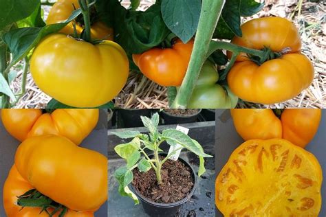 Brandywine Yellow Tomate Jungpflanze Tomaten Und Anderes Gemüse