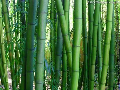 Bamboo Garden Backgrounds Background Moso Wallpapers Wall