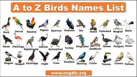 Female Bird Names Outlets Online Save 58 Jlcatjgobmx