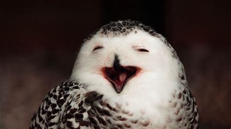 Wallpaper Snowy Owl Owl Bird Emotions Funny Hd Picture Image