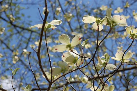 The flowering dogwood is adapted to all areas of the state and is native to the eastern united states. Dogwood Tree Pictures, Facts on Dogwood Trees