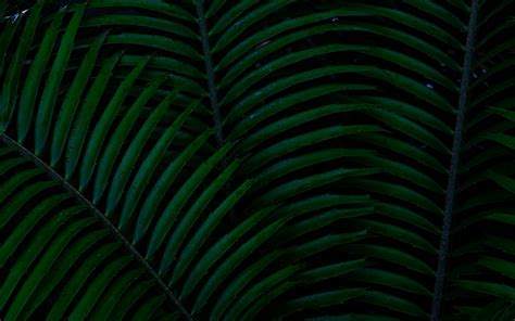 Download Wallpaper 3840x2400 Palm Leaves Green Dark Plant 4k Ultra