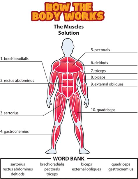 Human body for kids and human body size comparison. Kidshealth: Answers: The Muscles | Akron Children's Hospital