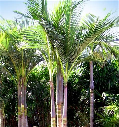 Palm Tree Species Florida Palmeiras