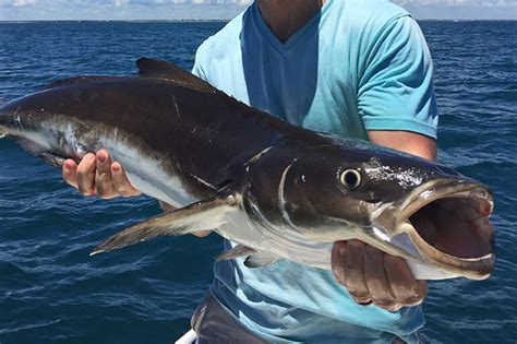 The Careful Practice Of Chumming For Cobia Florida Sportsman