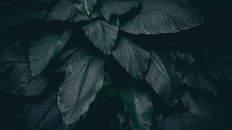Download Wallpaper 3840x2160 Leaves Plant Dark 4k Uhd 16