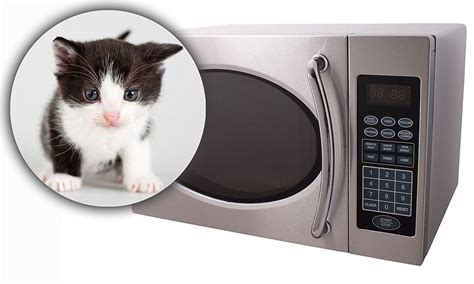 Burglars Microwave Kitten To Death In Raid After Finding Nothing Worth