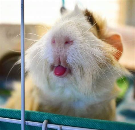 Pin On Guinea Pigs