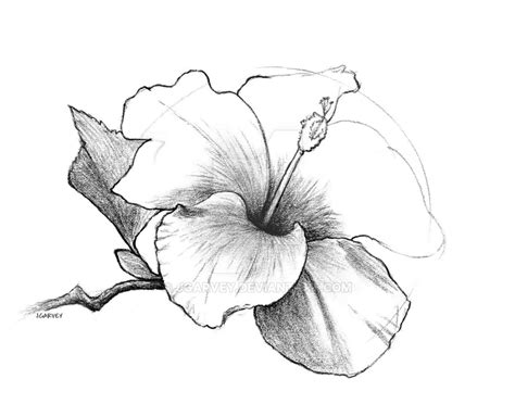 Hibiscus Line Drawing At Getdrawings Free Download