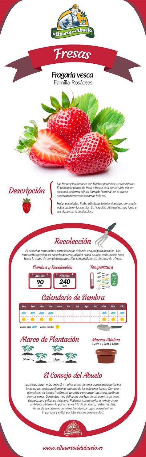 Propiedades Y Beneficios De La Fresa Infografias Infographic Frutas Images