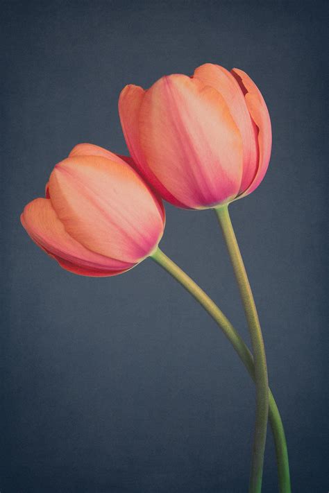 Pin En Tulipanes