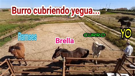 Burro Cubriendo Yegua Mejor Celo Zeal Aparearse The Best Donkey