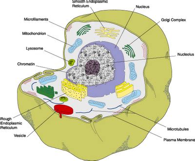 Round organelles surrounded by a membrane and containing digestive enzymes. animal cell 3d model project ideas