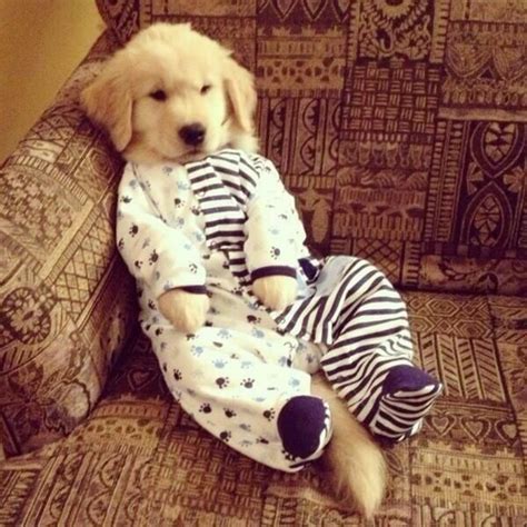 ♥justkaren♥ On Twitter Puppies In Pajamas Cute Dogs Cute Animals