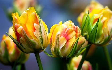 Spring Tulips Hd Wallpaper For Widescreen Desktop Pc