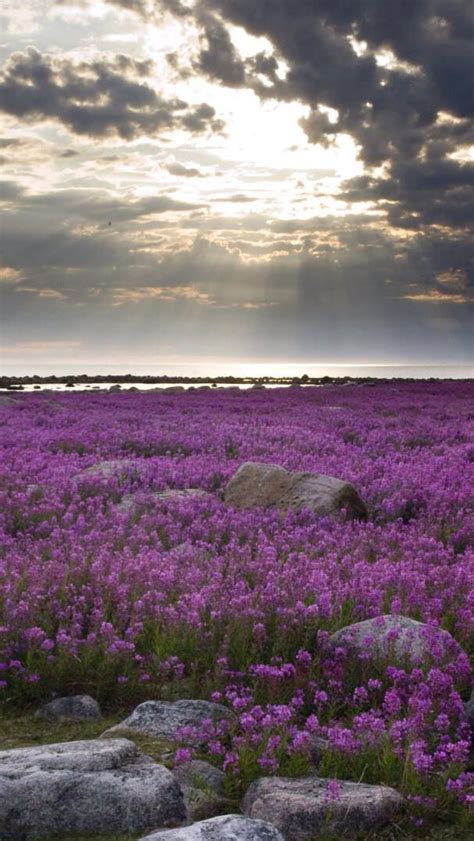 Hudson Bay Canada Lavender Fields France Field Wallpaper Flower Field