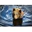 Bears Brown Water Animals Bear Wallpapers HD / Desktop And Mobile 