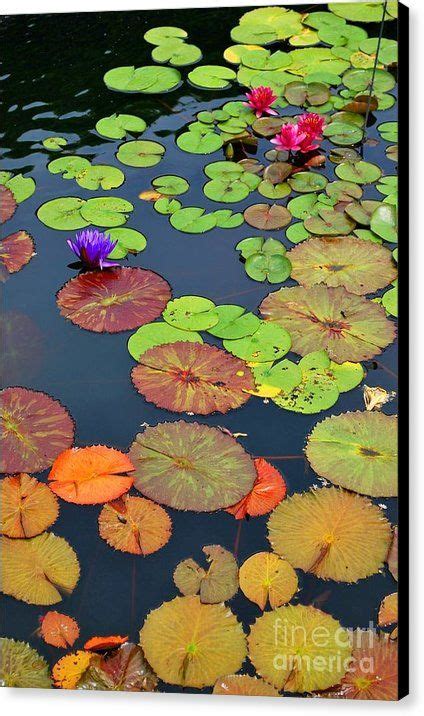 Water Lilies I Canvas Print Canvas Art By Nancy Mueller Water