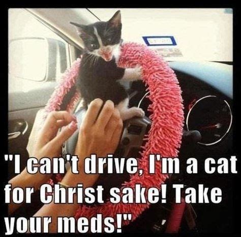 meme driving cat wwwfunny pictures blogcom funny animal pictures cats funny cats