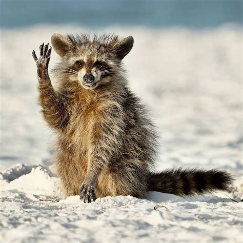 11 Of The Funniest Animal Photos The Best Of The Comedy Wildlife