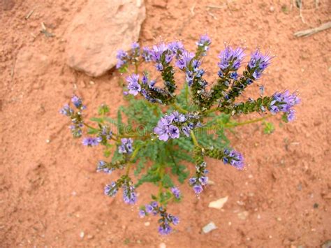 Purple Desert Flower Stock Photo Image Of Remote Rough 33199690