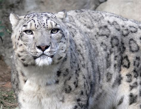 Wwf Adopt A Snow Leopard Adopt An Animal From £300 A Month