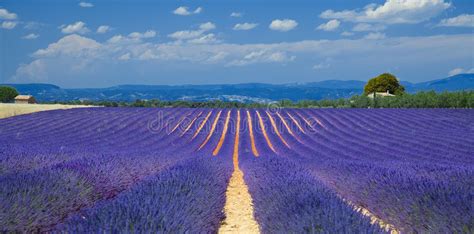 Lavender Field And Farm In Provence Stock Photo Image Of Farm French