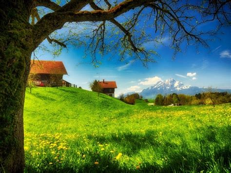 Spring Meadow In The Village Wallpapers And Images Wallpapers