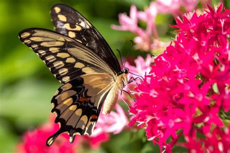 8 Espèces De Papillons Dans Le Jardin Notre Liste
