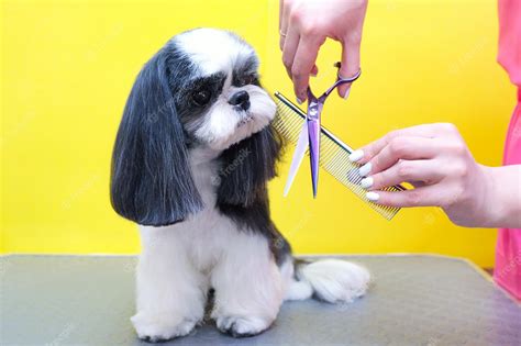 Premium Photo Dog In A Grooming Salon Haircut Comb Pet Gets Beauty