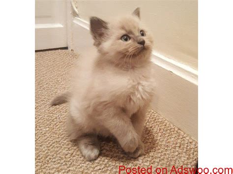 Lovable Ragdoll Kittens For Adoption Classified Ads Free Classifieds