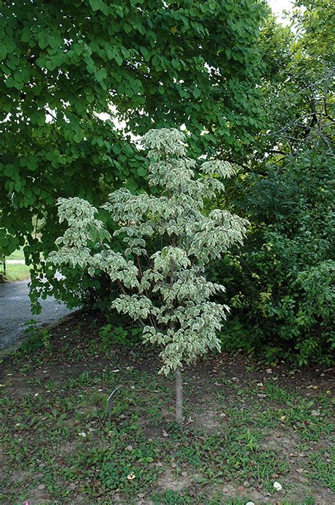 Samaritan Chinese Dogwood (Cornus kousa 'Samaritan') in ...
