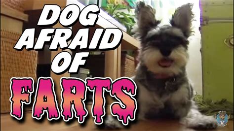 Dog Afraid Of Farts Youtube