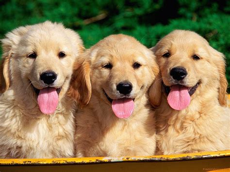 10 Latest Golden Retriever Puppies Wallpaper Full Hd 1920×