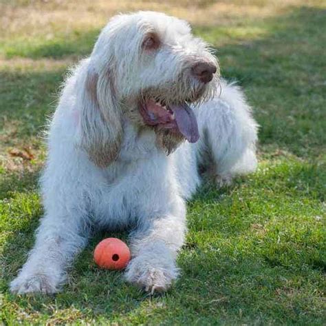 Spinone Italiano Temperament Add A Bit Of Culture To Your Home With