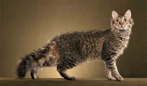 rarest cat breeds      heard