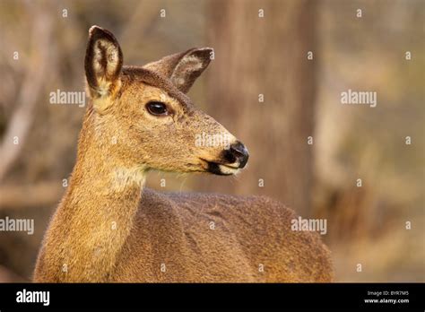 Deer Looking Back Hi Res Stock Photography And Images Alamy