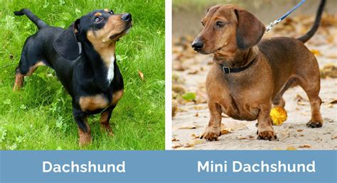 Dachshund Vs Mini Dachshund How Are They Different Hepper