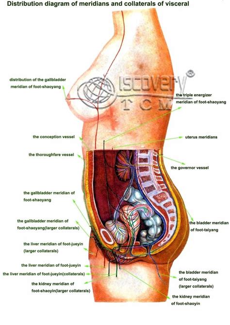 Find & download free graphic resources for human internal organs. Abdomen diagram