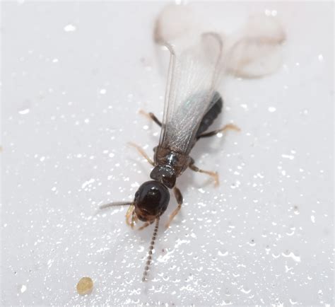 Looking for pest control, termites control or bed bugs control? Island Pest Control | The Formosan "Super Termite" is ...