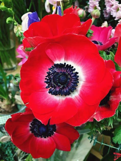 A bit of a wild card, they are very useful for vibrant floral. Poppy Flower — Symbolism of Red Poppies